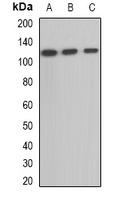 OGDH Rabbit Polyclonal Antibody
