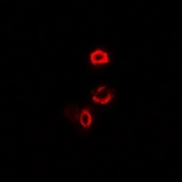 OGDH Rabbit Polyclonal Antibody