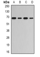 RNGTT Antibody