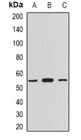 Myotilin Rabbit Polyclonal Antibody