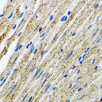 Myotilin Rabbit Polyclonal Antibody