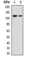RNF40 Antibody