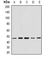 CCBL1 Antibody