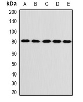 KIF3A Rabbit Polyclonal Antibody