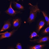 Melanophilin Rabbit Polyclonal Antibody