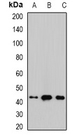 Malin Rabbit Polyclonal Antibody