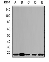 ALG-2 Antibody