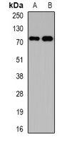 Kv4.3 Rabbit Polyclonal Antibody