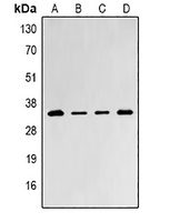 PSMD8 Antibody
