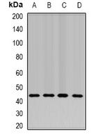 NELF-E Rabbit Polyclonal Antibody