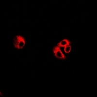 eIF3C Antibody