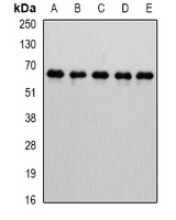 MTGR1 Rabbit Polyclonal Antibody