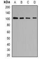 p102 Rabbit Polyclonal Antibody
