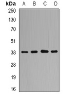 QKI Antibody
