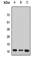 PC4 Rabbit Polyclonal Antibody