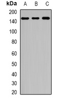 Rent2 Rabbit Polyclonal Antibody