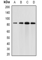 Elmo3 Rabbit Polyclonal Antibody