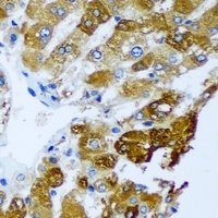 BLVRB Antibody