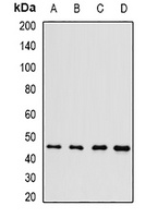Brn-5 Rabbit Polyclonal Antibody