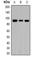 TGase1 Antibody