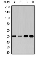 MOCS3 Rabbit Polyclonal Antibody