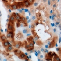 MOCS3 Rabbit Polyclonal Antibody