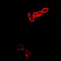 MOCS3 Rabbit Polyclonal Antibody