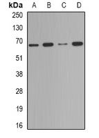 Deltex-2 Antibody