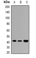 COQ3 Rabbit Polyclonal Antibody