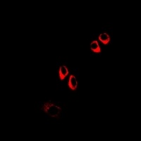 COQ3 Rabbit Polyclonal Antibody