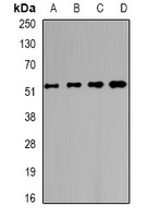 Alpha-chimerin Rabbit Polyclonal Antibody