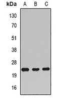 Rac 1 Rabbit Polyclonal Antibody