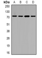 SLC22A11 Rabbit Polyclonal Antibody