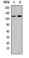 Caprin1 Rabbit Polyclonal Antibody