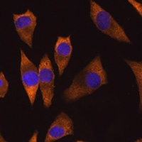 Caprin1 Rabbit Polyclonal Antibody