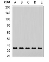 SNAP-alpha Antibody