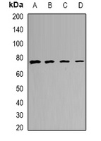 CALCOCO1 Antibody