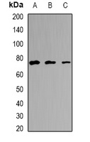 EFHC1 Rabbit Polyclonal Antibody
