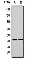 MBNL1 Antibody