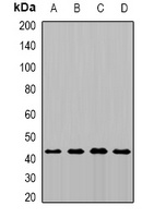 MTCH1 Antibody
