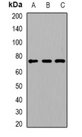 ACOX1 Rabbit Polyclonal Antibody