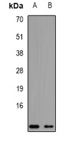 NDUFA2 Antibody