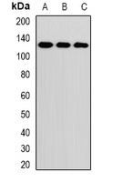 RNF31 Rabbit Polyclonal Antibody