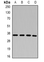 p43 Rabbit Polyclonal Antibody