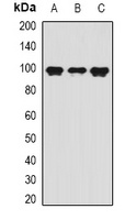 VAP-1 Rabbit Polyclonal Antibody
