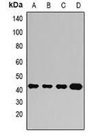 Ataxin 3 Antibody