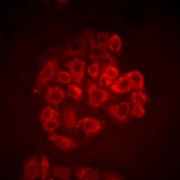 BOC Rabbit Polyclonal Antibody