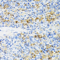 CD27 Antibody