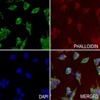 CD36 Antibody