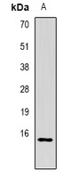 CG alpha Rabbit Polyclonal Antibody